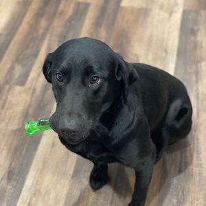 Meet your Posher, Ali